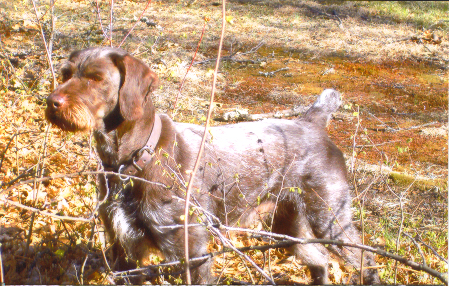 Started german outlet wirehaired pointer